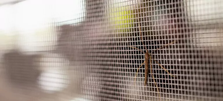 Repair Mosquito Mesh For Windows in Ormond Beach, FL